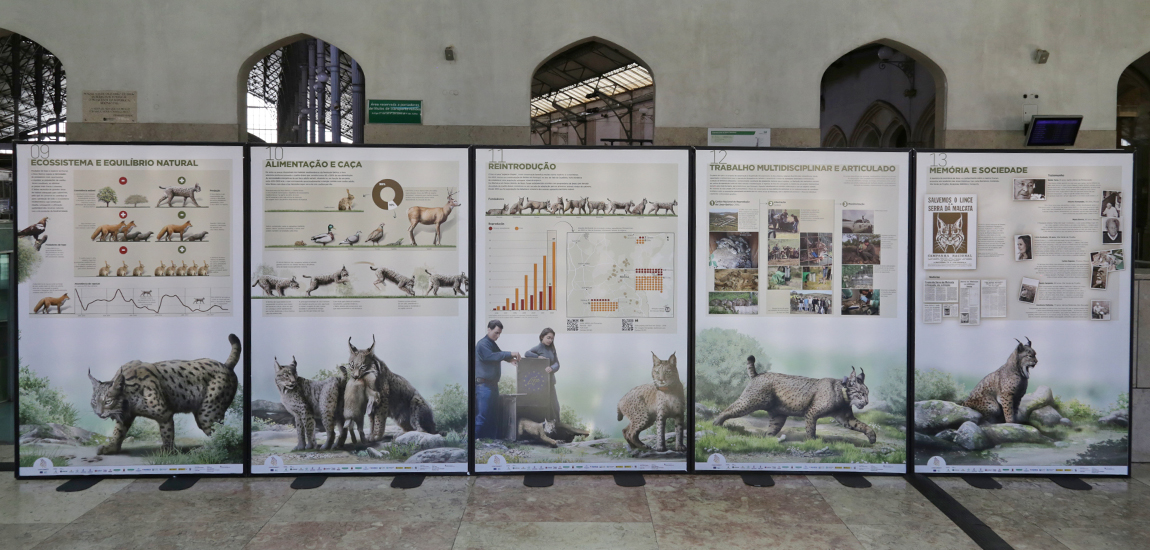 Imagem de pormenor da Exposição na Estação ferroviária do Rossio sobre a preservação do lince-ibérico