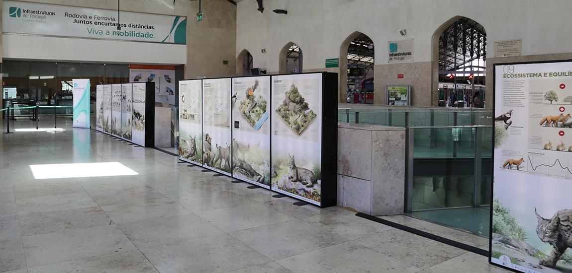 Exposição na Estação do Rossio “O Lince na Península: Conectar Territórios e Consolidar Populações”