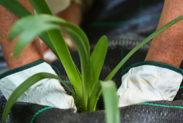 IP comemora Dia Nacional da Sustentabilidade