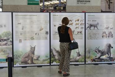 Imagem de pormenor da Exposição na Estação ferroviária do Rossio sobre a preservação do lince-ibérico