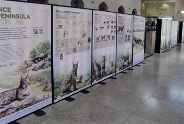 Imagem de pormenor da Exposição na Estação ferroviária do Rossio sobre a preservação do lince-ibérico