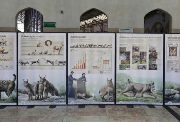 Imagem de pormenor da Exposição na Estação ferroviária do Rossio sobre a preservação do lince-ibérico